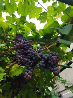 Фото: Виноград винный тёмный