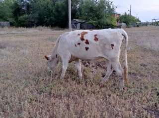 Фото: животные корова дойная, телка полуторница, бычок