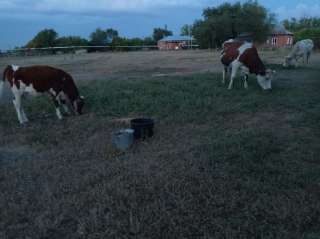Фото: животные корова дойная, телка полуторница, бычок