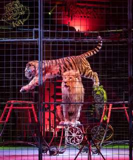 Фото: Шоу тигров и львов цирк шапито Колизеум