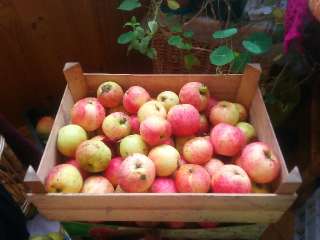 Фото: Яблоки эко яблоки из своего сада