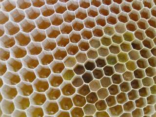 Фото: Мед оптом от пчеловода