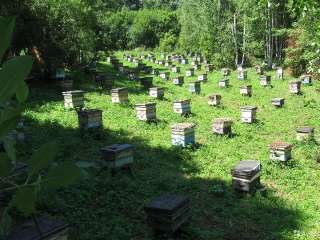 Фото: Мед оптом от пчеловода