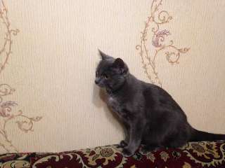 Фото: Красивый серо-голубой кот ищет хозяина.