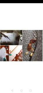 Объявление с Фото - Обработка от клопов и тараканов