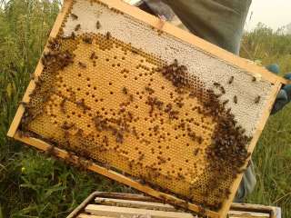 Фото: Пчелосемьи, отводки, пчеломатки