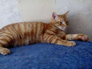Фото: Тигровый котенок