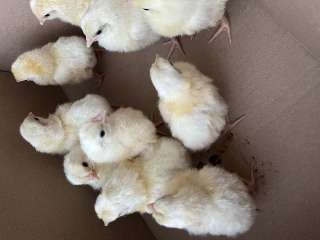 Объявление с Фото - Инкубационное яйцо кур несушек Легорн, цыплята, ку