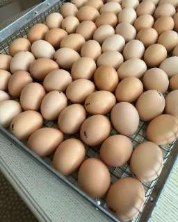 Фото: Инкубационное яйцо кур несушек Легорн, цыплята, ку