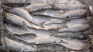 Фото: Свежемороженая Рыба, ОПТ цены