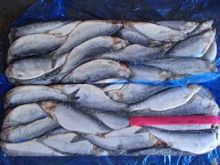 Фото: Свежемороженая Рыба, ОПТ цены