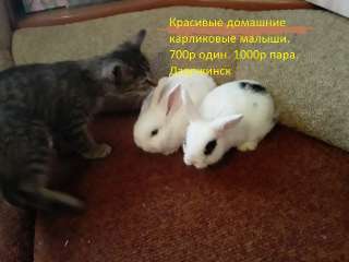 Объявление с Фото - крольчат домашних