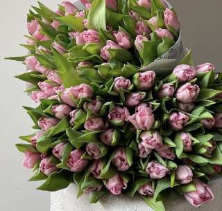Фото: Пионовидные тюльпаны оптом сорт Dot Com