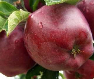 Фото: Яблоки на прямую из (КБР)
