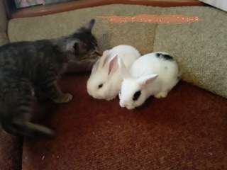 Фото: Кролики карликовые ручные