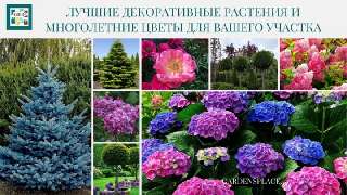 Объявление с Фото - Товары для сада и растения