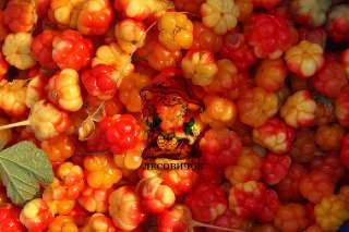 Фото: Морошка ягоды купить. Морошка свежая и мороженая
