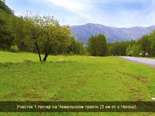 Фото: Земельный участок в Горном Алтае 1 гектар