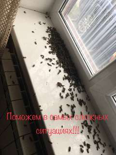 Фото: Уничтожение тараканов блох клопов муравьев и др.