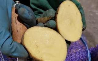 Фото: Картофель оптом от 20 тонн.