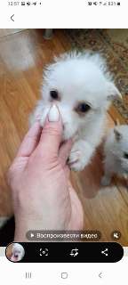Объявление с Фото - Белоснежный красивый щенок маленького размера