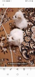 Фото: Белоснежный красивый щенок маленького размера