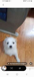 Фото: Белоснежный красивый щенок маленького размера
