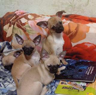 Фото: Очаровательные щенки чихуа хуа