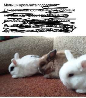 Фото: Милые красивые карликовые пушистики. Кролики