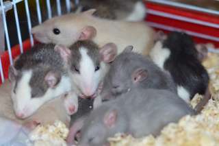 Фото: Ручные крысята 1  сиамы,голубые,хаски