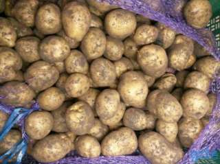Фото: Картофель оптом семенной и продовольственный