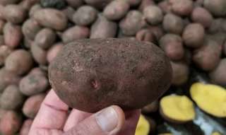 Фото: Картофель оптом семенной и продовольственный
