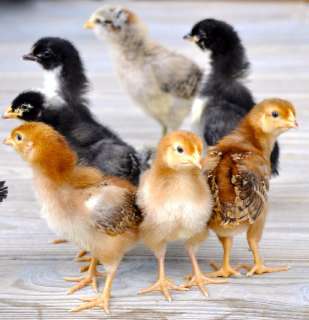 Фото: Цыплята >петухи -яйца