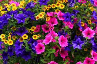 Объявление с Фото - Рассада петунии, других цветов, клубники и овощей