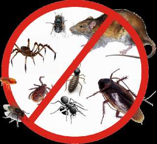 Объявление с Фото - Обработка от насекомых