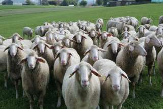 Объявление с Фото - Требуется пастух на овцеферму