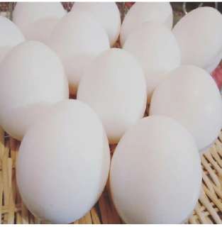Объявление с Фото - Куриные яйца
