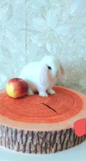 Объявление с Фото - Карликовые крольчата породы вислоухий баран