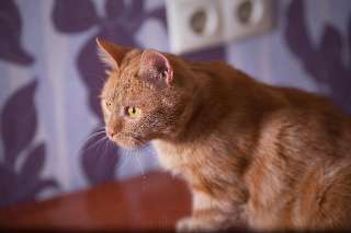 Фото: Шикарный рыжий кот