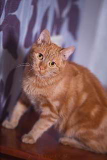 Фото: Шикарный рыжий кот