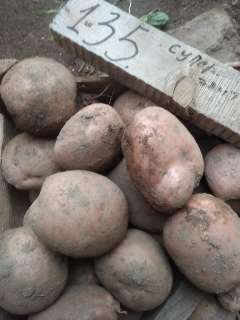 Объявление с Фото - Предлагаю для посадки семенной картофель на осень