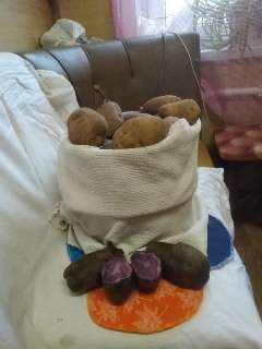 Фото: Предлагаю для посадки семенной картофель на осень