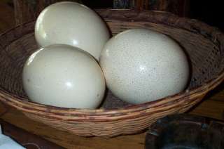 Фото: яйца страуса африканского