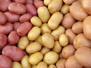 Объявление с Фото - Продажа картофеля мелким и крупным оптом в Алтайск