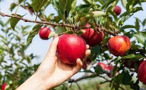 Фото: Вакансия сборщик яблок