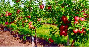Фото: Вакансия сборщик яблок