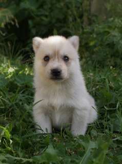 Фото: сибирский хаски щенки