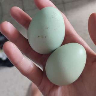 Фото: домашние яйца от молодых курочек