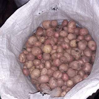 Фото: 20 ведер мелкой картошки