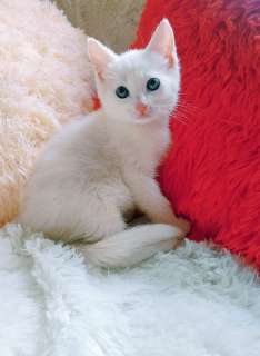Фото: Котенок белый 1,5 мес